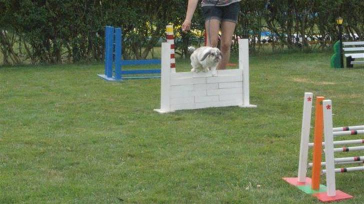 Kanin Ronja Elsket og savnet - Vi er ikke så gode venner med muren, meen det gik da godt billede 16