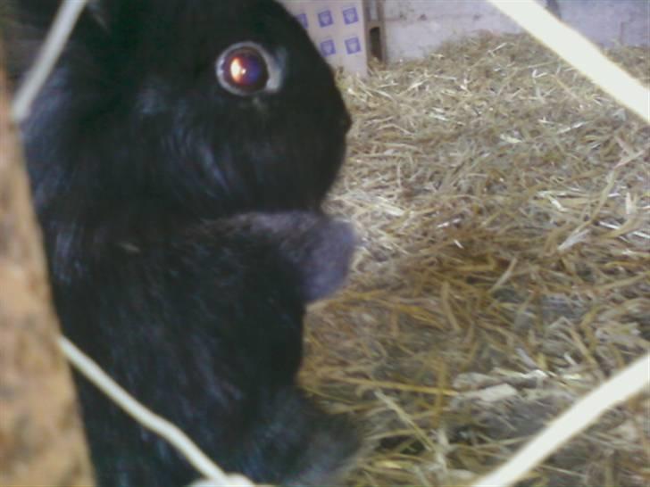 Kanin Soeky - Ninja kanin xD billede 7