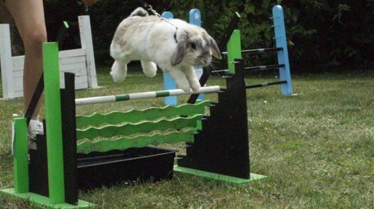 Kanin Ronja Elsket og savnet - Hun kan ski flyve ;-) billede 17