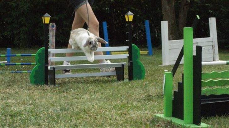 Kanin Ronja Elsket og savnet - Bænken er heller ikk vores ven, meen sådan er det jo bare billede 18