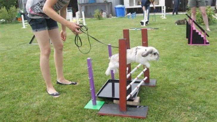 Kanin Ronja Elsket og savnet - Vangraven tager vi da også bare billede 19