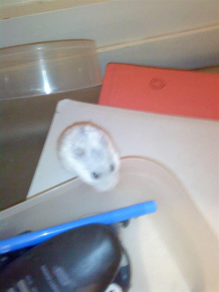 Dværghamster ost R.I.P :'( billede 1