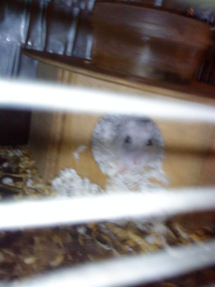 Dværghamster ost R.I.P :'( billede 2