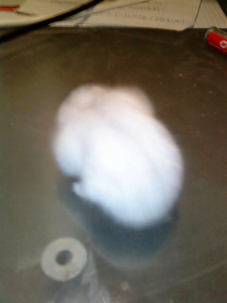 Dværghamster ost R.I.P :'( billede 3