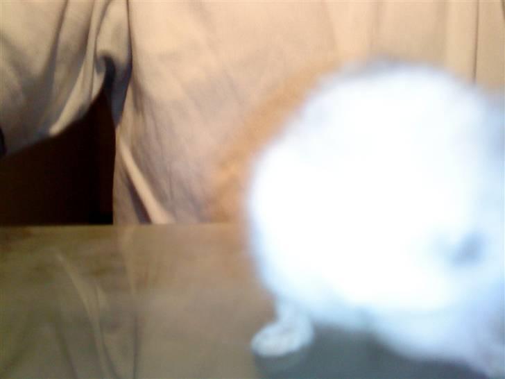 Dværghamster ost R.I.P :'( billede 4