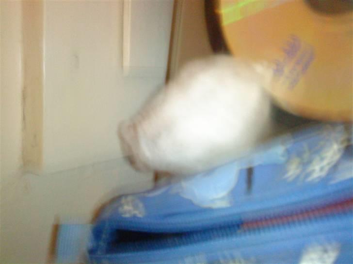 Dværghamster ost R.I.P :'( billede 6