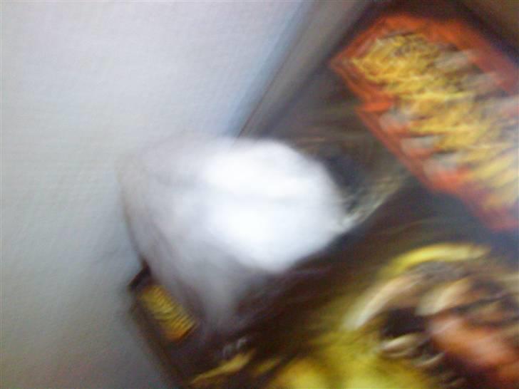 Dværghamster ost R.I.P :'( billede 7