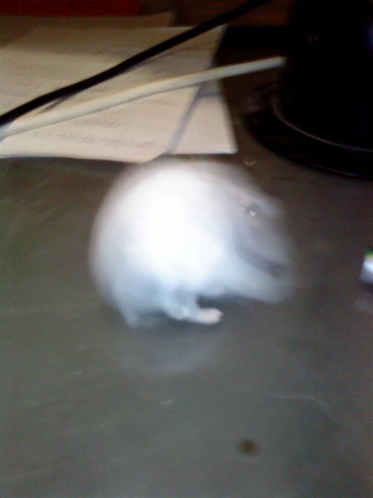 Dværghamster ost R.I.P :'( billede 8