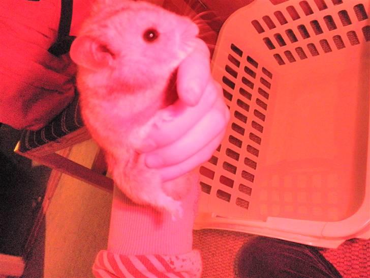 Hamster Balou - R.I.P † - nr. 9 | Mit hamster har den magi han kan gøre alt rødt ö sygt var billede 9