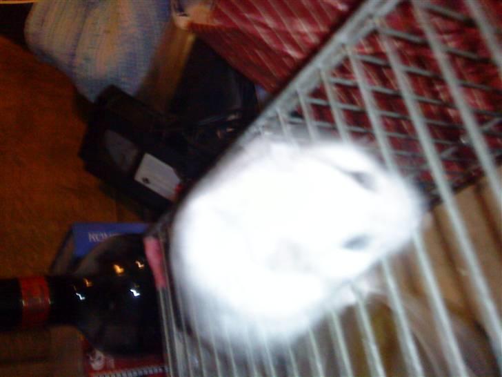 Dværghamster ost R.I.P :'( billede 9