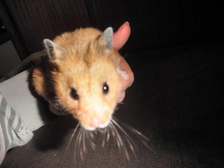 Hamster Balou - R.I.P † - Nr. 10 | Hejsa, hvordan går det så ;b  billede 10