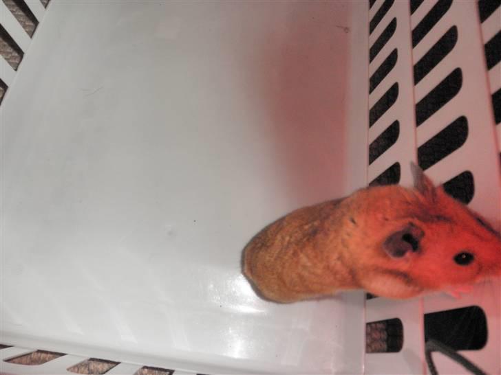 Hamster Balou - R.I.P † - Nr. 11 billede 11