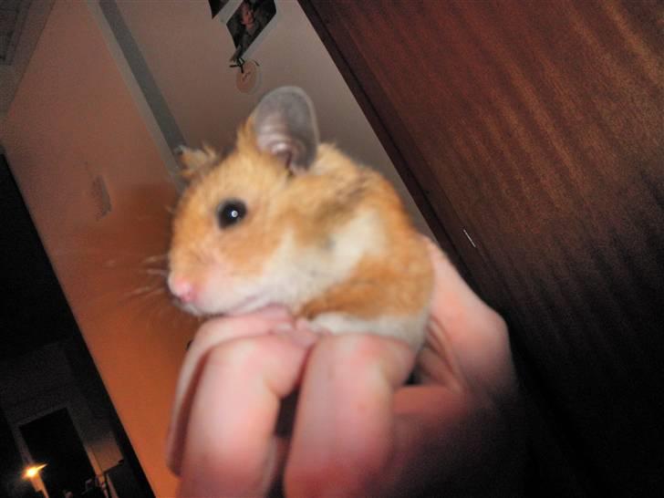 Hamster Balou - R.I.P † - Nr. 12 | elsker dig min fantastiske dreng xD billede 12