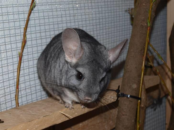Chinchilla Flippa  - #1 Velkommen til Flippa´s profil ;) Gi gerne en bedømmelse + kommentar på vejen :D billede 1