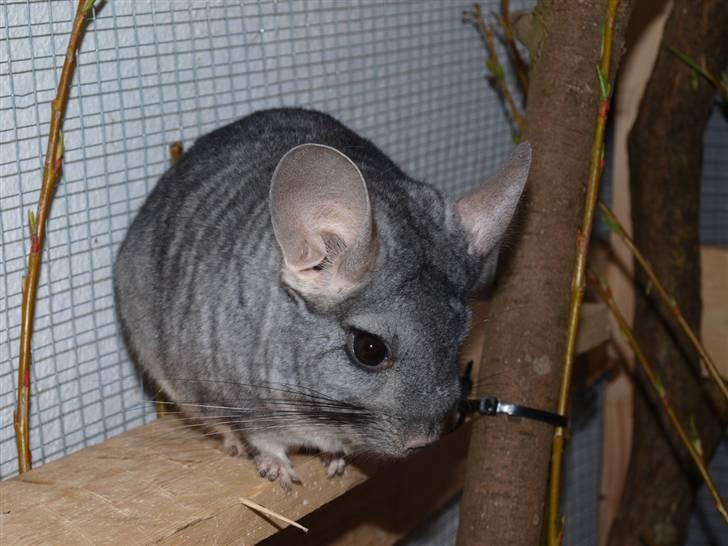 Chinchilla Flippa  - #2 Du er så smuk<3 billede 2