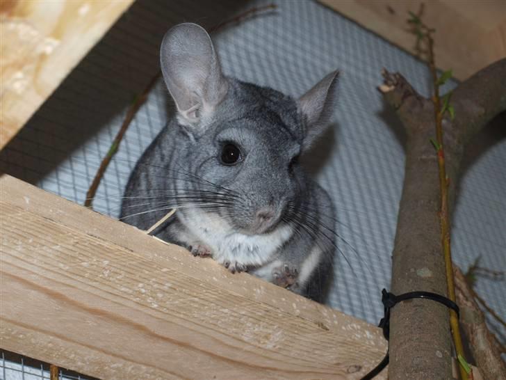 Chinchilla Flippa  - #3 Du er simpelhen så nuttet ;D:* billede 3