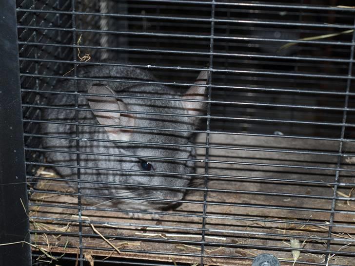 Chinchilla Flippa  - #5 Inde i de mindre bur .. Du har skiftet to gange med Kika, fordi du ikke kan enes med hende? tehteh:P billede 5