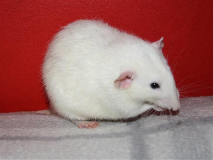 Tamrotte Alenya's Beaker  R.I.P billede 7