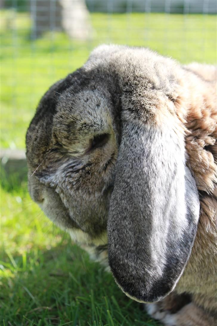 Kanin Karlo * RIP 5/8 2010 * billede 1