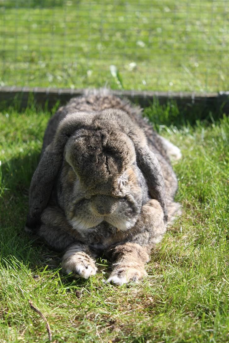 Kanin Karlo * RIP 5/8 2010 * billede 2