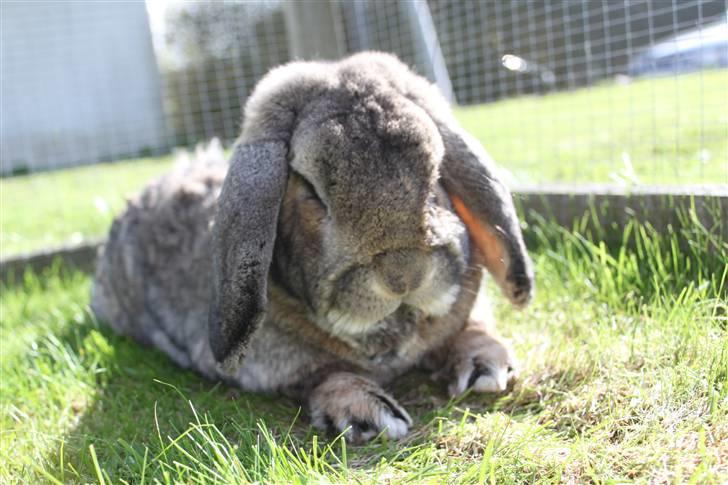 Kanin Karlo * RIP 5/8 2010 * billede 3