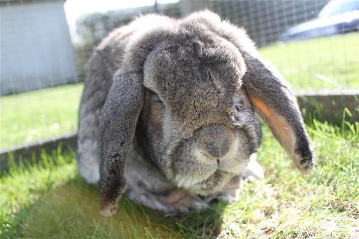 Kanin Karlo * RIP 5/8 2010 * billede 5