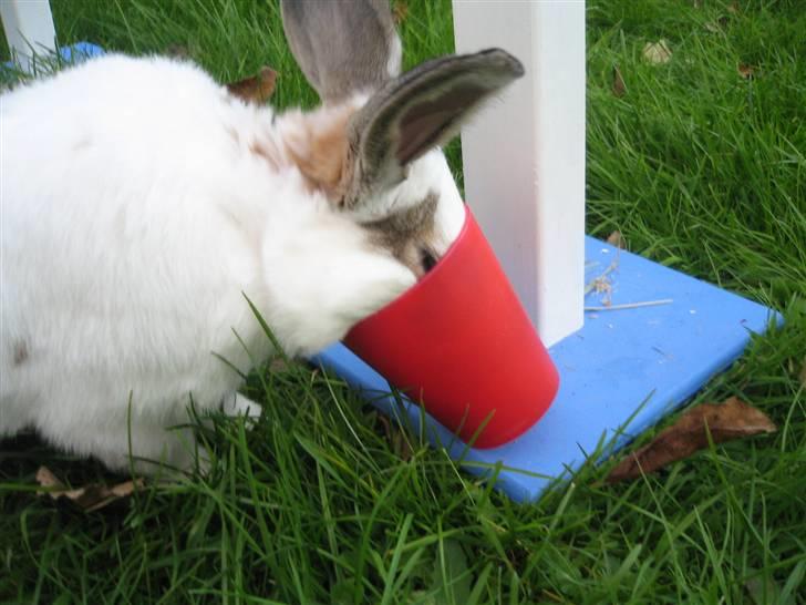 Kanin Holmens Plys Plys <3 R.I.P <3  - Nr. 4 <3 billede 4