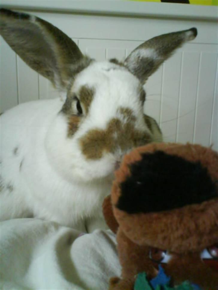 Kanin Holmens Plys Plys <3 R.I.P <3  - Nr. 19 <3  billede 19