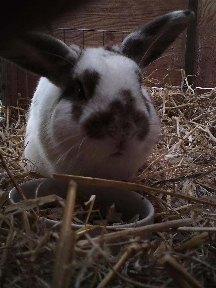 Kanin Holmens Plys Plys <3 R.I.P <3  - Nr. 7 <3 billede 7