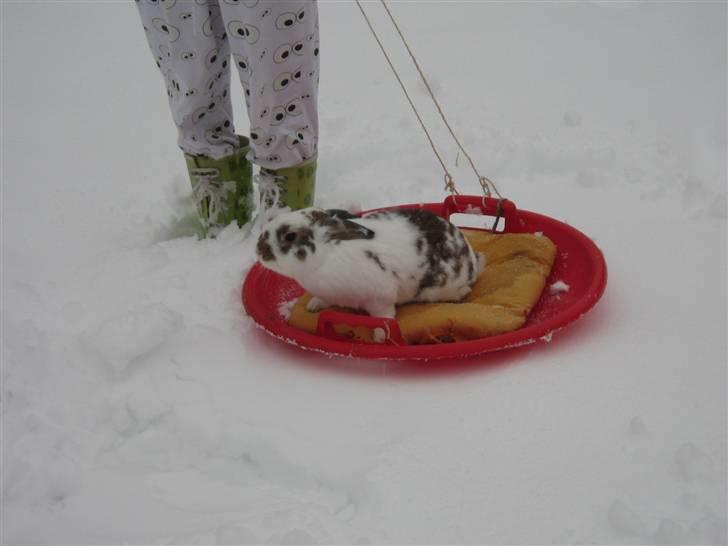 Kanin Holmens Plys Plys <3 R.I.P <3  - Nr. 8 <3 billede 8