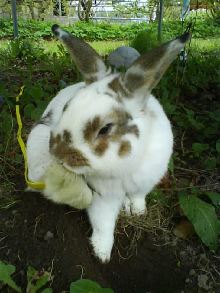 Kanin Holmens Plys Plys <3 R.I.P <3  -  Nr. 9 <3 billede 9