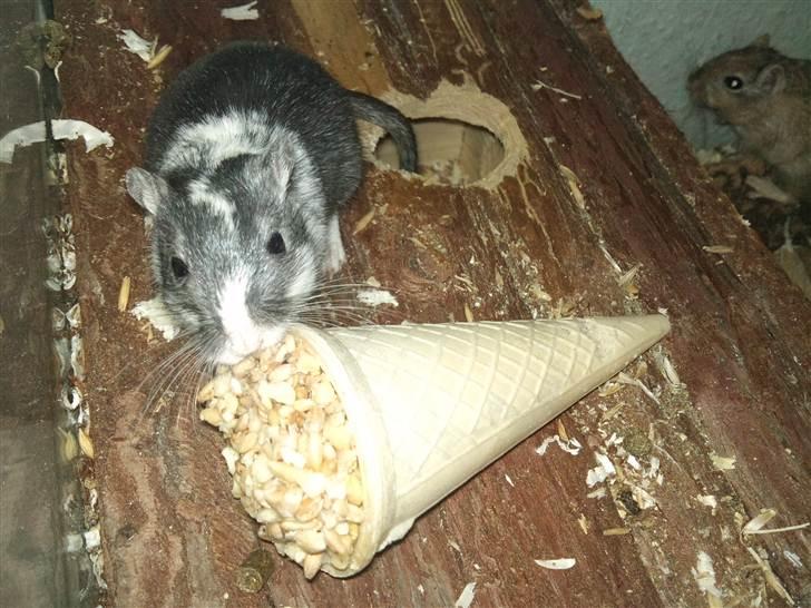 Ørkenrotte Black and white - Isspiser! billede 4