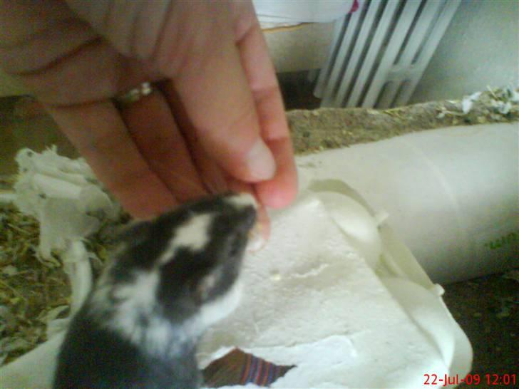 Ørkenrotte Black and white - Spise af mors hånd. billede 6