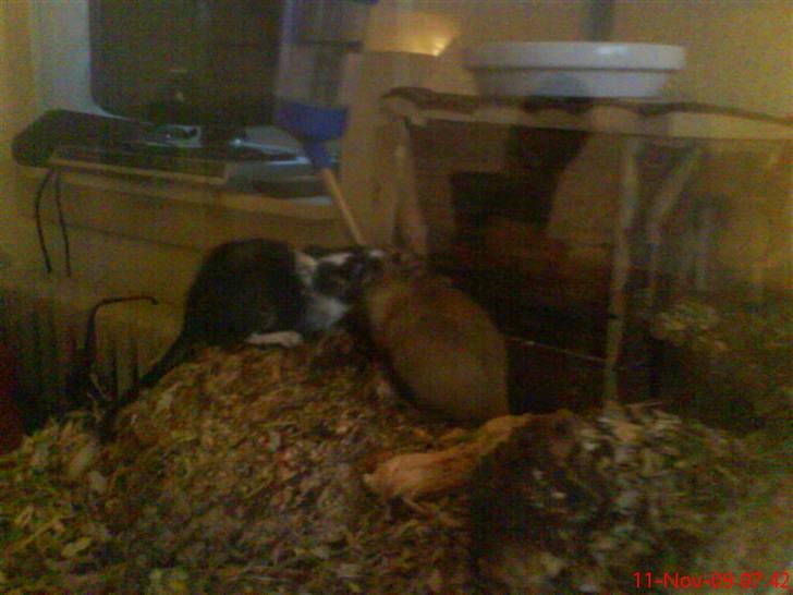 Ørkenrotte Black and white - Drikker vand med brormand billede 7