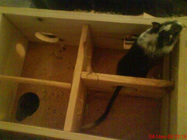 Ørkenrotte Black and white - I deres "hus" billede 8