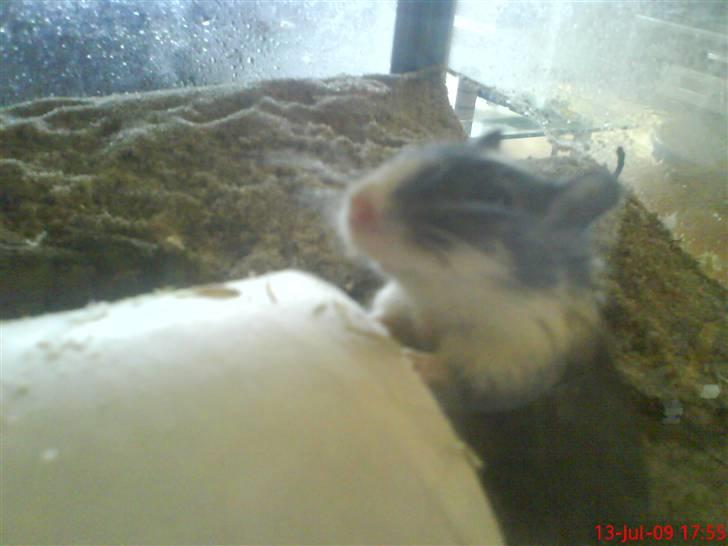 Ørkenrotte Black and white - Da deres underlag blev prøvet udskiftet med sand. Succes! billede 10