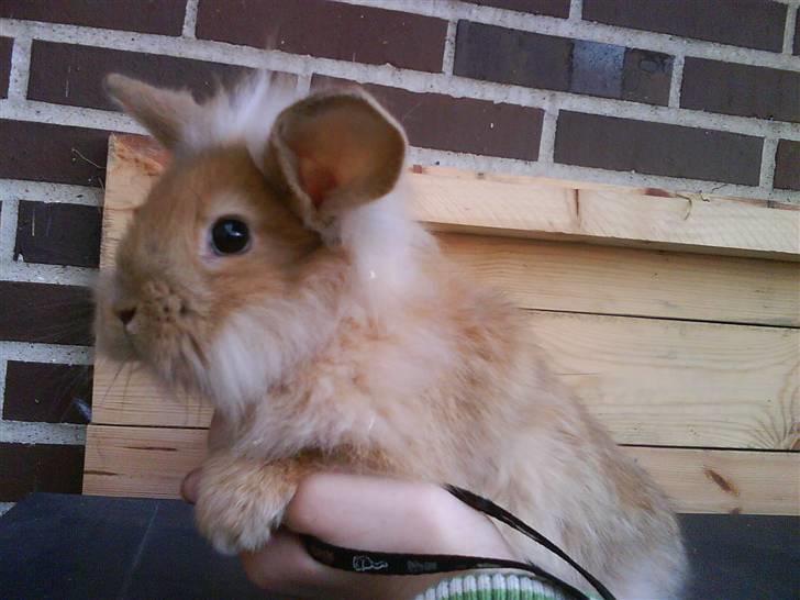 Kanin G-star Raw   billede 16