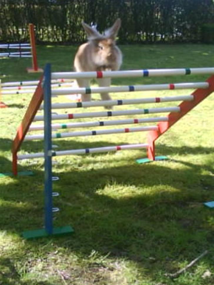 Kanin G-star Raw   billede 17