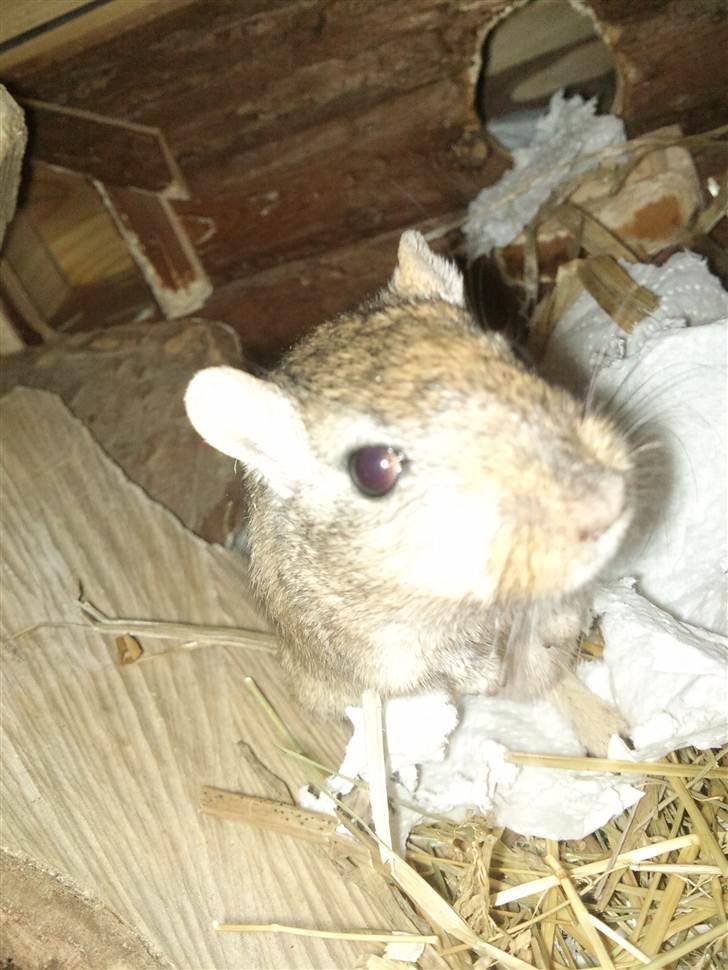 Ørkenrotte Nutmeg - Velkommen. billede 1