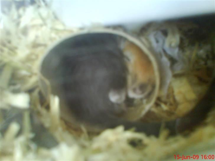 Ørkenrotte Nutmeg - Hans bror og ham sover i en toiletrulle da de var helt små. billede 2