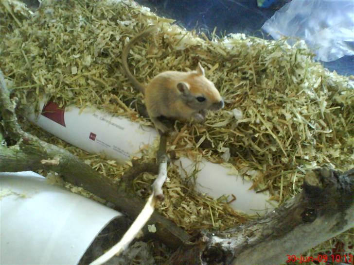 Ørkenrotte Nutmeg - Han står op og kigger lidt. billede 3