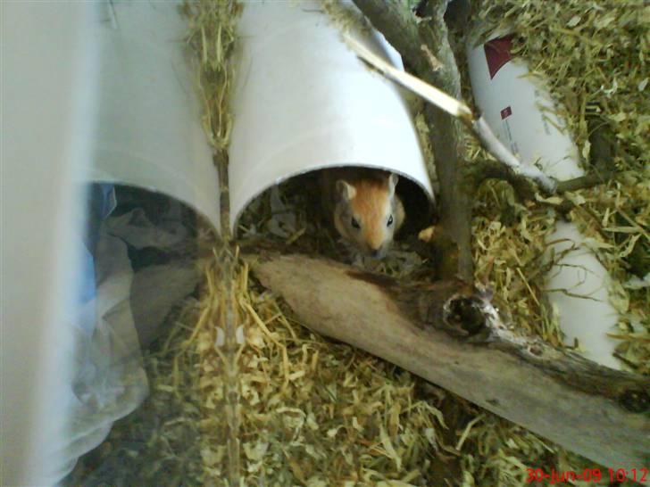 Ørkenrotte Nutmeg - I et rør. billede 4