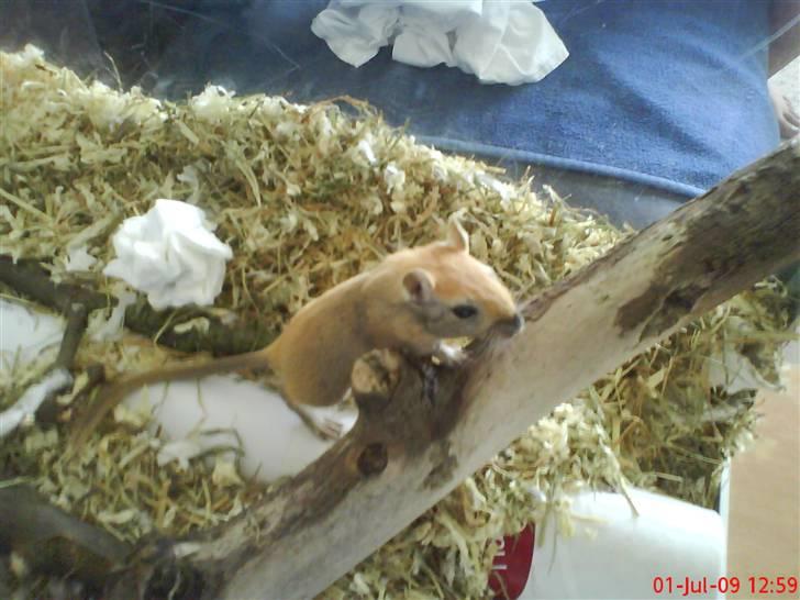 Ørkenrotte Nutmeg - Han står og kigger lidt mere. billede 5