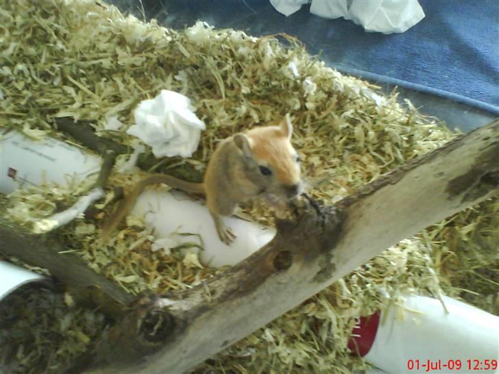 Ørkenrotte Nutmeg - Og lidt mere. billede 6