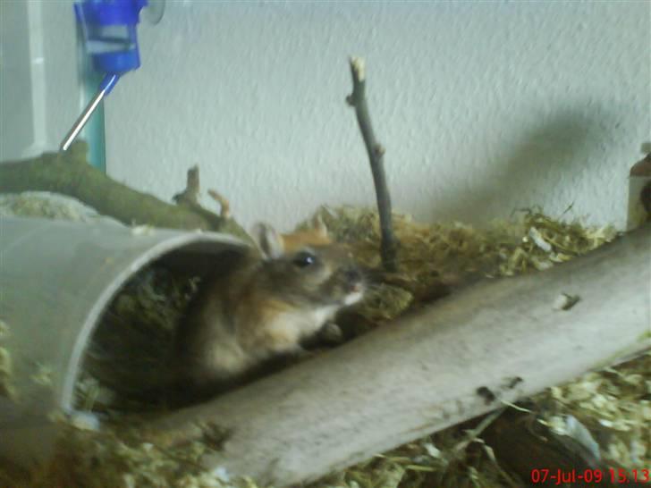 Ørkenrotte Nutmeg - Kigger interesseret. billede 7