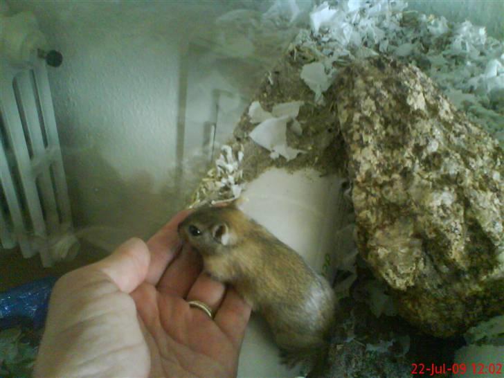 Ørkenrotte Nutmeg - Nutmeg spiser lidt. billede 8