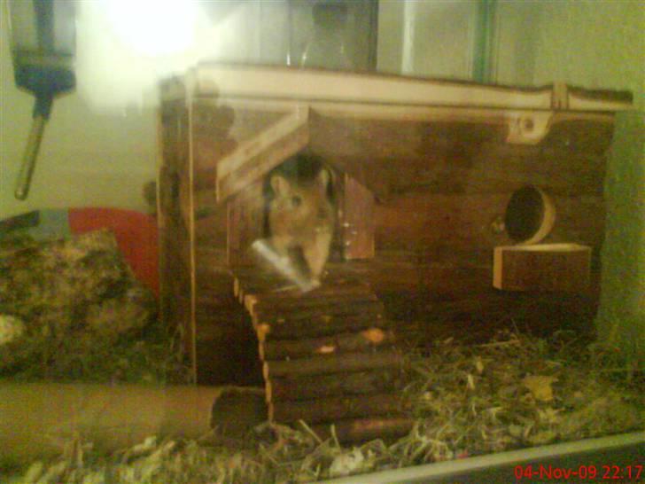 Ørkenrotte Nutmeg - Kigger ud fra deres hus. billede 9