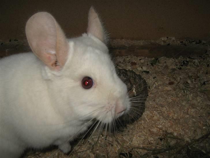 Chinchilla Snefnug billede 1