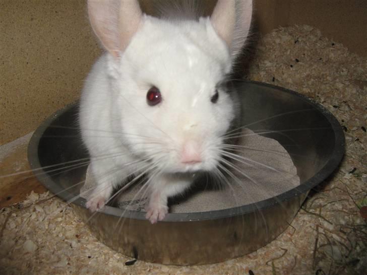 Chinchilla Snefnug billede 2
