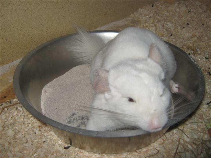 Chinchilla Snefnug billede 3